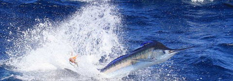 True Blue Fishing Charters - Attractions Sydney 6
