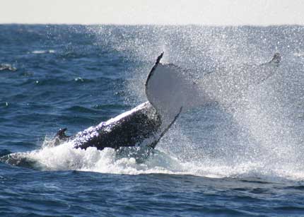 Whale Watching Sydney - Attractions Sydney 0