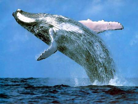 Whale Watching Sydney - Attractions Sydney 3