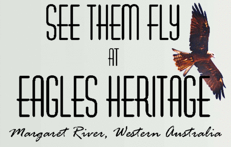 Eagles Heritage Raptor Wildlife Centre - Attractions Sydney 0