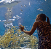 The Aquarium Of Western Australia - Attractions Sydney 0