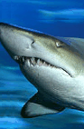 The Aquarium Of Western Australia - Attractions Sydney 2