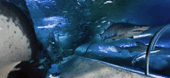 The Aquarium Of Western Australia - Attractions Sydney 3