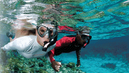 Snorkel Safari Brisbane - Attractions Sydney 1