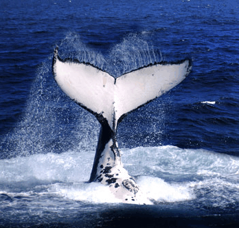 Brisbane Whale Watching - Attractions Sydney