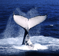 Brisbane Whale Watching