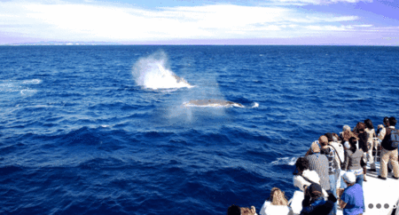 Brisbane Whale Watching - Attractions Sydney 1