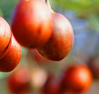 Tropical Fruit World - Attractions Sydney