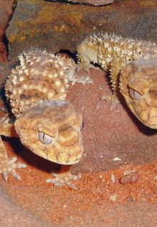 Armadale Reptile & Wildlife Centre - Attractions Sydney 1