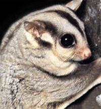 Perth Zoo - Attractions Sydney 3