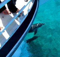 Pelican Charters - Attractions Sydney