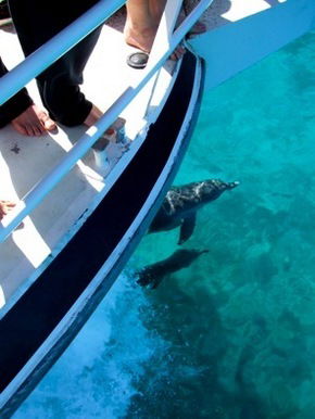 Pelican Charters - Attractions Sydney 0