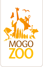 Mogo Zoo - Attractions Sydney