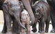 Taronga Zoo - thumb 1