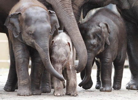 Taronga Zoo - Attractions Sydney 1