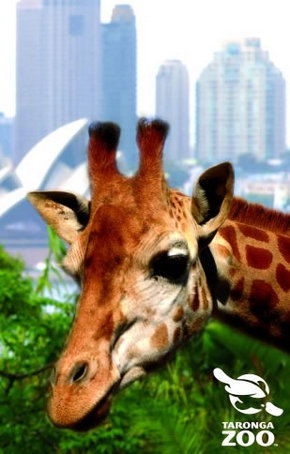 Taronga Zoo - Attractions Sydney 3