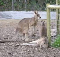 Jirrahlinga Koala  Wildlife Sanctuary - Attractions Sydney