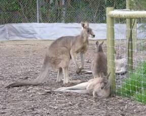 Jirrahlinga Koala & Wildlife Sanctuary - Attractions Sydney 0