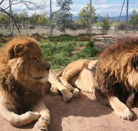 Mansfield Zoo - Attractions Sydney