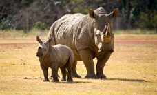 Werribee Open Range Zoo - Attractions Sydney 3