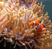 Reef HQ Great Barrier Reef Aquarium - Attractions Sydney