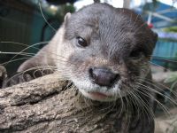 Underwater World - Attractions Sydney 1