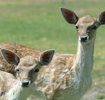Marapana Wildlife Park - Attractions Sydney