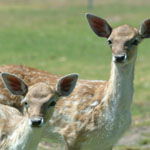 Marapana Wildlife Park - Attractions Sydney 0