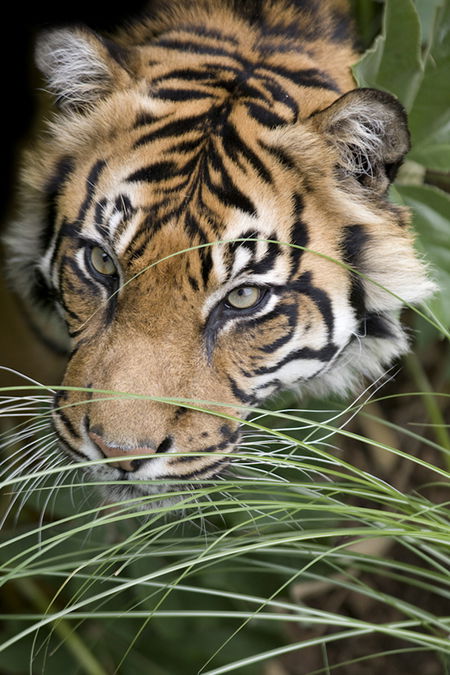 Adelaide Zoo - Attractions Sydney 1