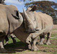 Monarto Zoo - Attractions Sydney