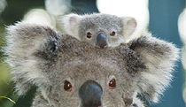  Attractions Sydney
