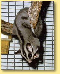 OZe Wildlife - Attractions Sydney 3