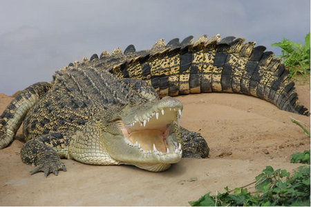 Dundee's Wildlife Park - Attractions Sydney 0