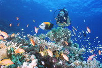 Book Airlie Beach Accommodation Vacations Attractions Sydney Attractions Sydney