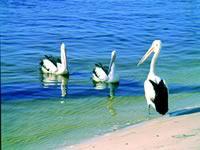 Noosa Everglades Discovery - Attractions Sydney 2