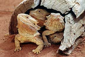 Alice Springs Reptile Centre - Attractions Sydney 0