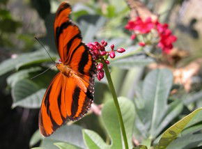 Butterfly Farm - Attractions Sydney 0