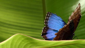 Butterfly Farm - Attractions Sydney 3