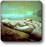 Kakadu National Park - Attractions Sydney 1