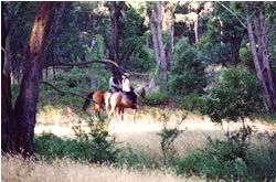 High Country Horses - Attractions Sydney 1