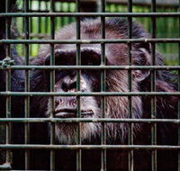 Rockhampton Zoo - Attractions Sydney
