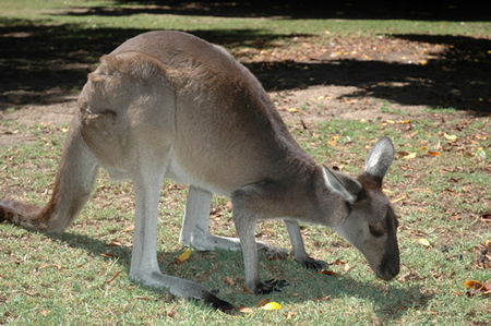 Bunbury Wildlife Park - Attractions Sydney 1