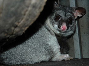 Bunbury Wildlife Park - Attractions Sydney 2