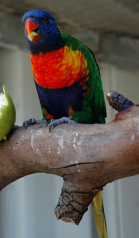 Bunbury Wildlife Park - Attractions Sydney 3