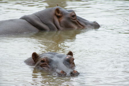 Cairns Wildlife Safari Reserve - Attractions Sydney 2