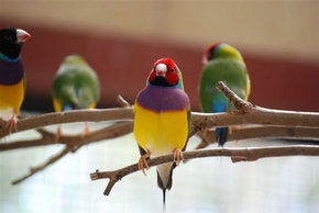 Kyabram Fauna Park - Attractions Sydney 1
