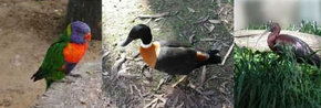 Urimbirra Wildlife Park - Attractions Sydney 2