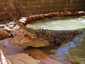 Wyndham Zoological Gardens And Crocodile Park - Attractions Sydney 0