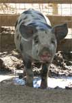 Wagga Wagga Zoo - Attractions Sydney 0