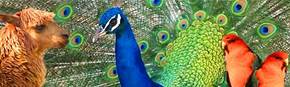 Wagga Wagga Zoo - Attractions Sydney 1